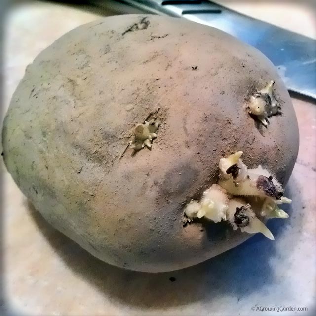 Seed Potato Eye