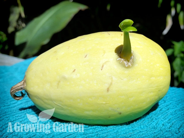 Sprouting Spaghetti Squash