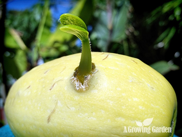 Spahetti Squash Sprouting Inside