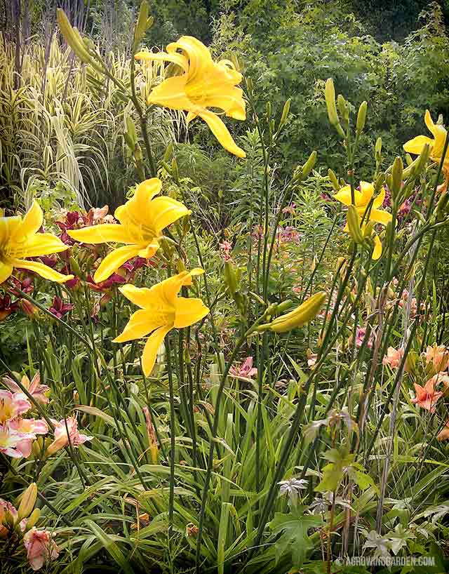 Hemerocallis Spider Breeder Daylily