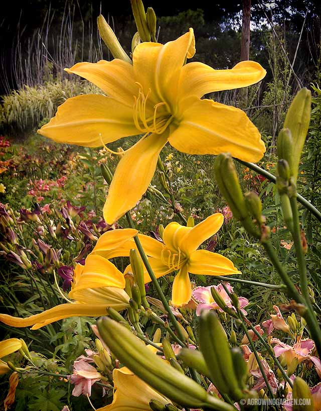 How to Grow Spider Daylilies