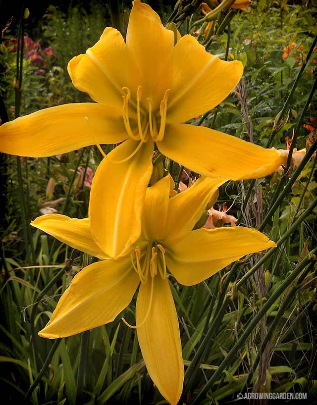 Spider Daylilies