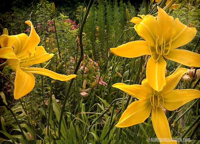 Spider Breeder Daylily Hemerocallis