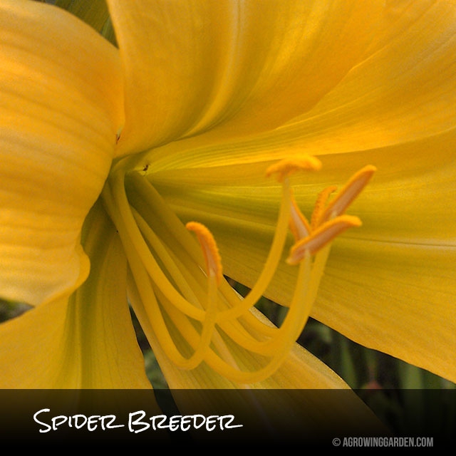 Spider Breeder Daylily