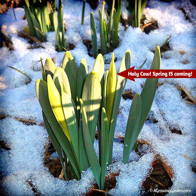 Daffodil Bud in Snow