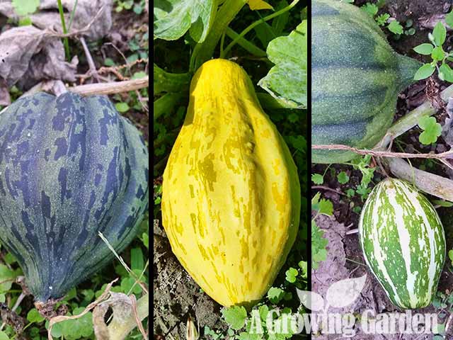 winter squash identification chart