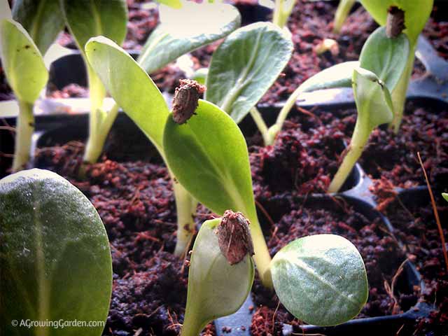 Seed Starting in Coconut Shell