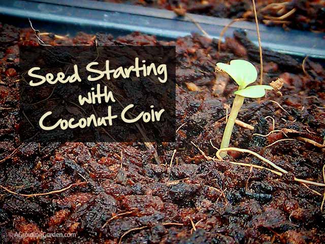 Seed Starting with Coconut Coir