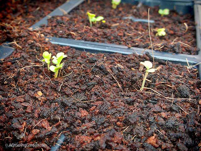 Growing Seeds in Coconut Fiber