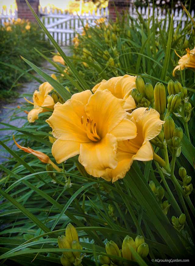 Stella DOro Daylilies Planted in Mass 