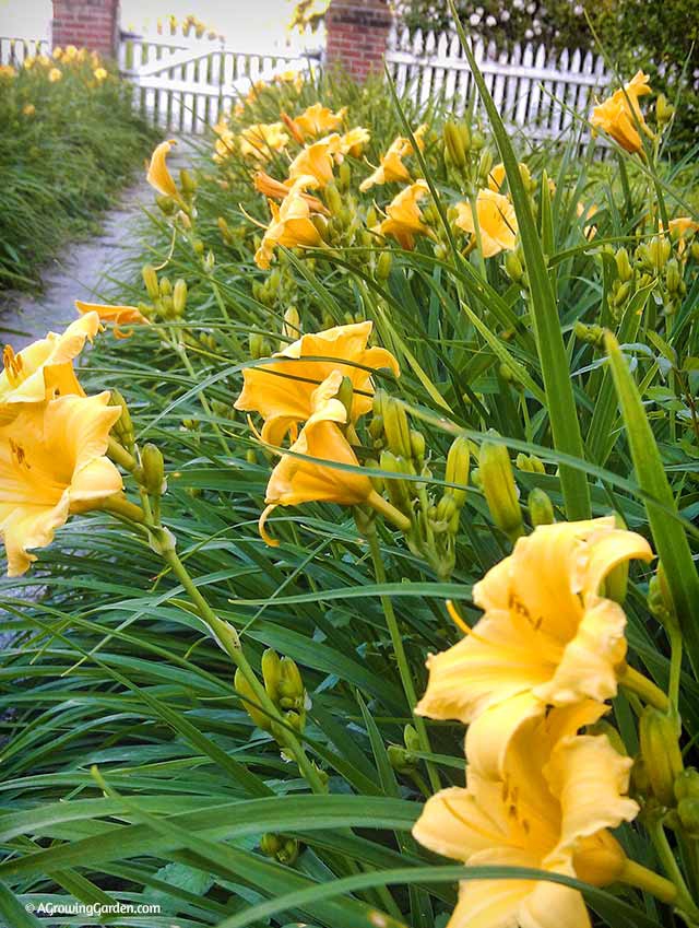 Stella D'Oro Daylilies Planted Along a Sidewalk