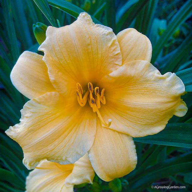 Stella D Oro Daylilies Along A Sidewalk