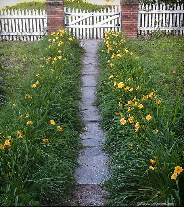 Daylilies Planted Along Sidewalk