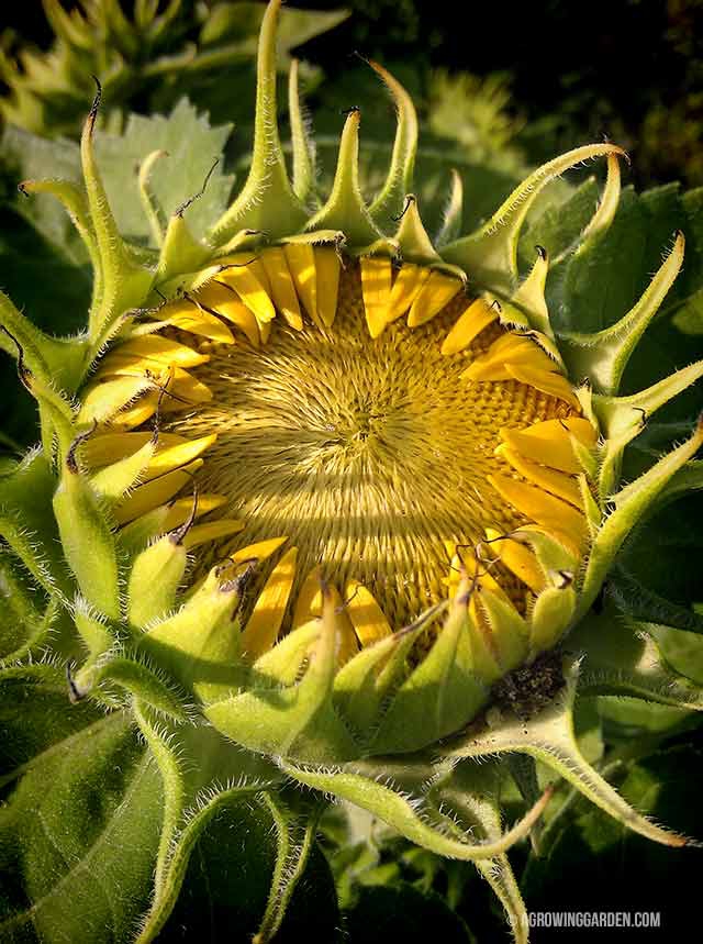 Dwarf Sunflowers