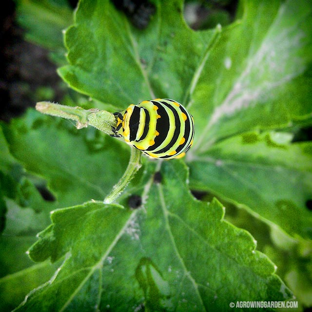 Swallowtail Caterpillar on Parsnips