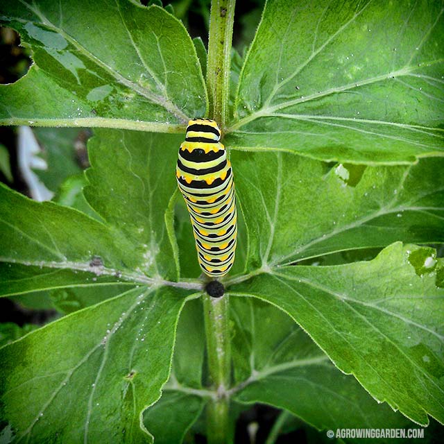 Swallowtail Caterpillar Eating Parsnips