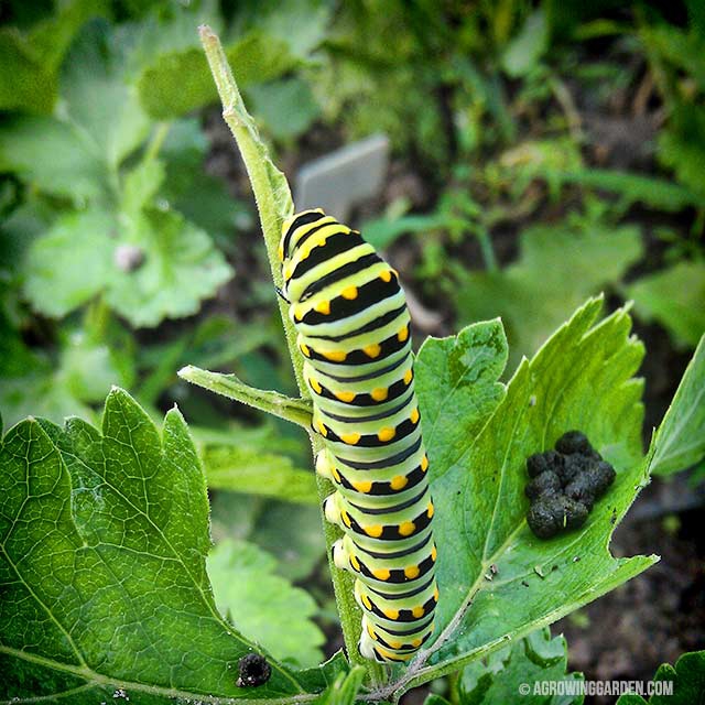 Swallowtail Caterpillars in the Vegetable Garden