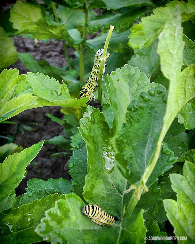 Caterpillars Eating Carrots, Dill, Parsnips, and Parsley