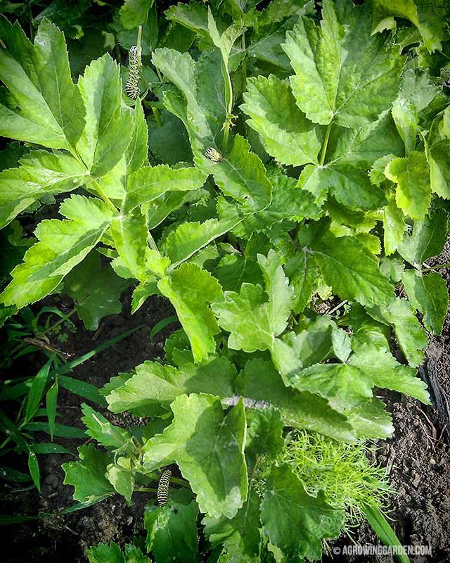 Parsnips and Swallowtail Caterpillars