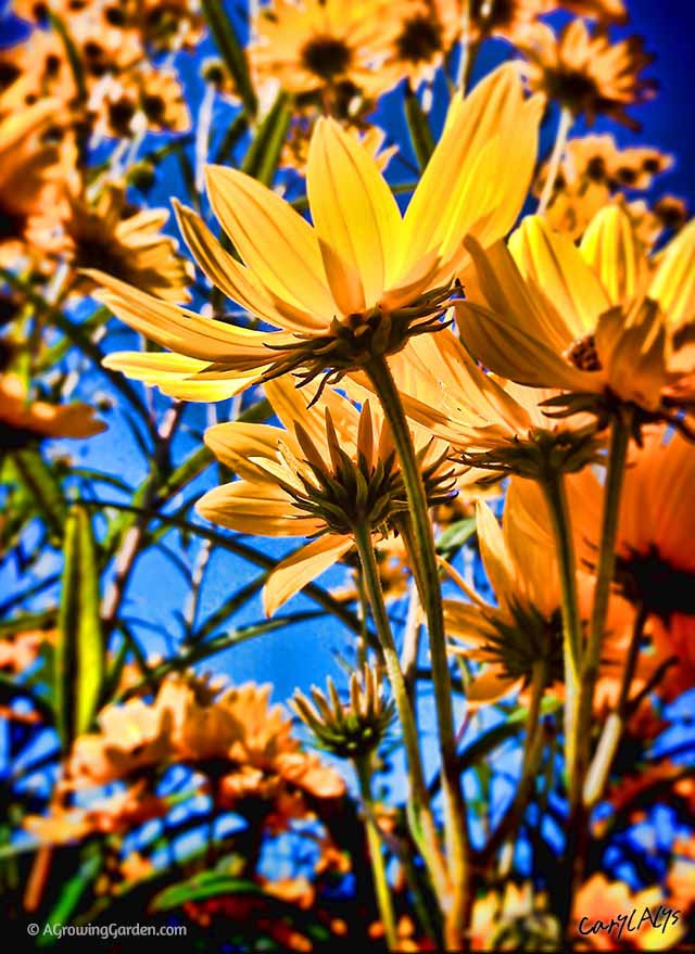 Swamp Sunflower - Helianthus angustifolius