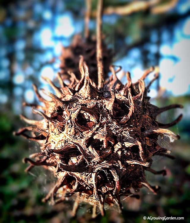 Sweet Gum Balls, Witches Balls, Witches Burrs