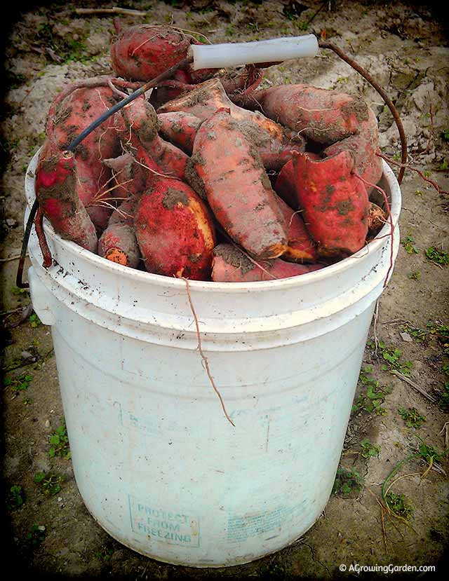 Sweet Potato Harvest 2013