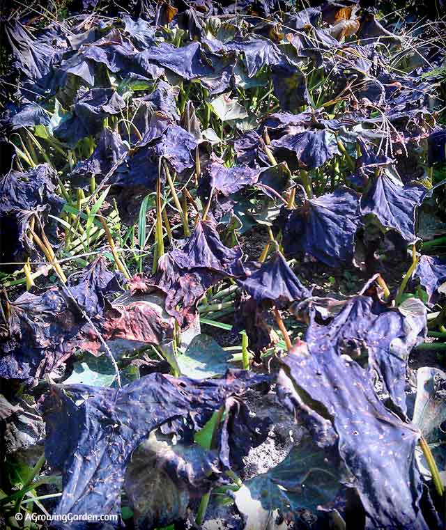 Growing Sweet Potatoes