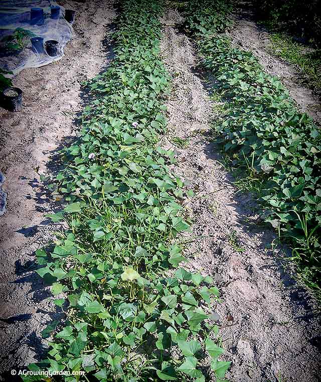 Growing Sweet Potatoes