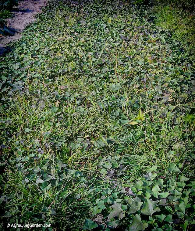 Growing Sweet Potatoes