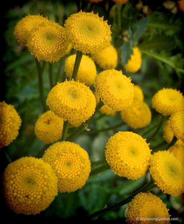 Tansy, Tansy Everywhere