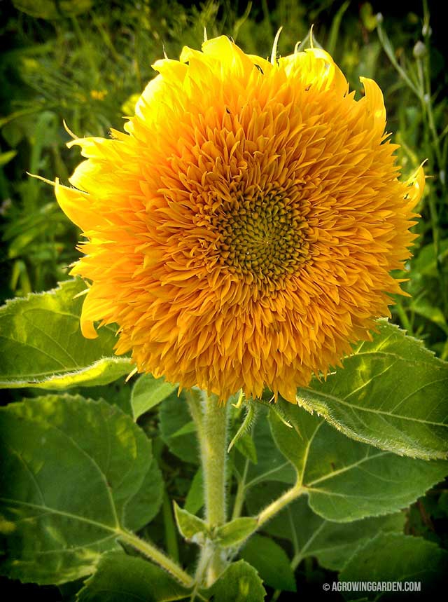 Teddy Bear Sunflowers