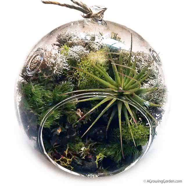 Terrarium Ball