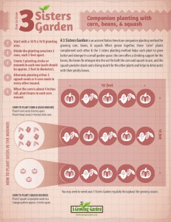 Infographic for Planting a 3 Sisters Garden