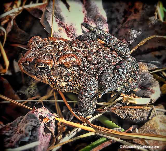 Toads Emerging Signal that Spring is Coming