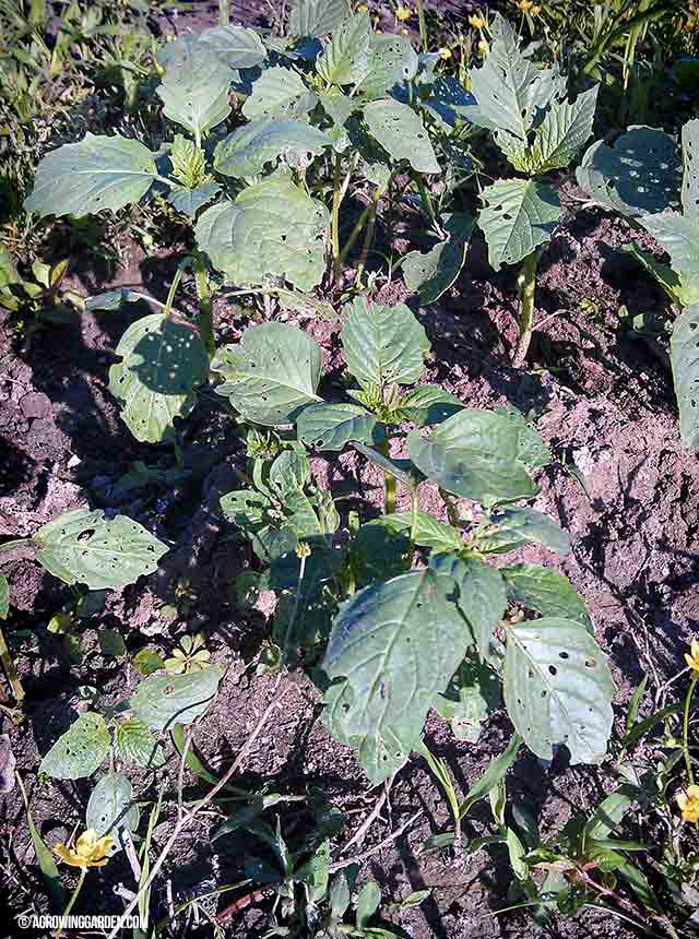 Tomatillo