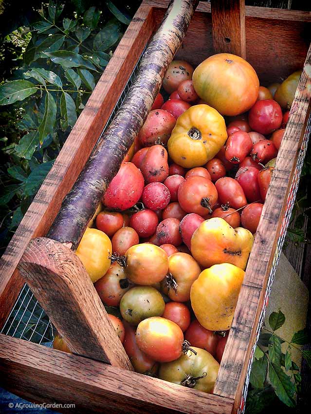 Tomato Harvest in November