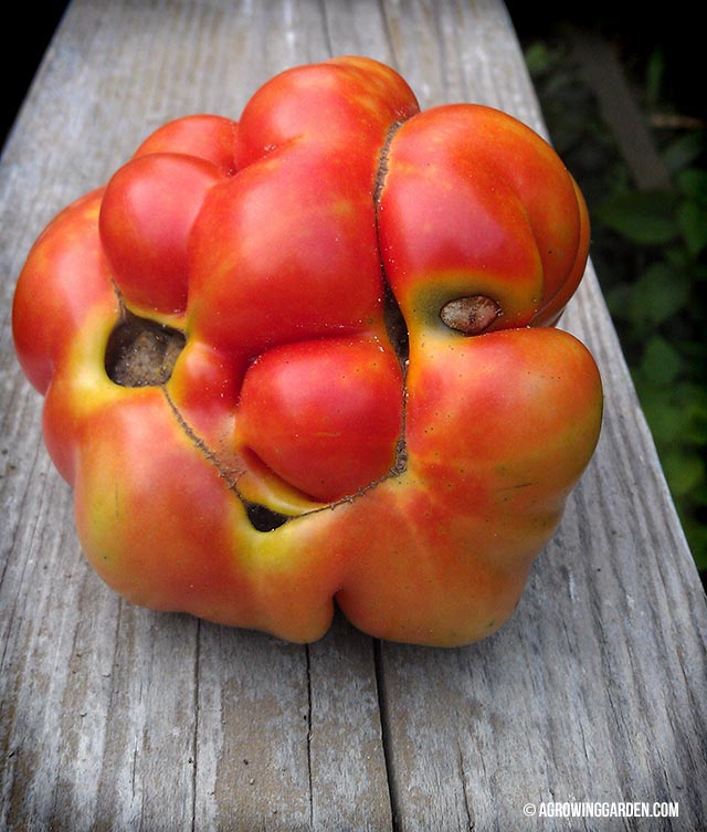 WC Fields Tomato Look Alike