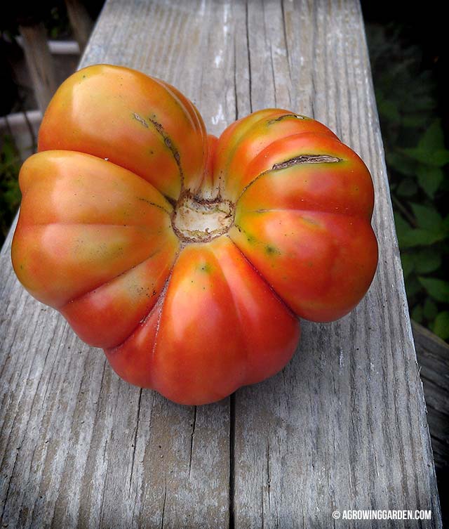 Tomato that looks like W.C. Fields