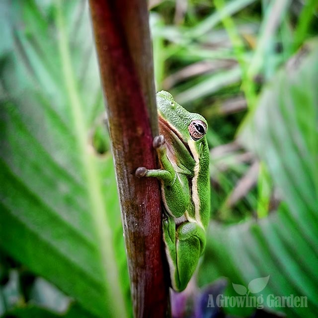 Tree Frog