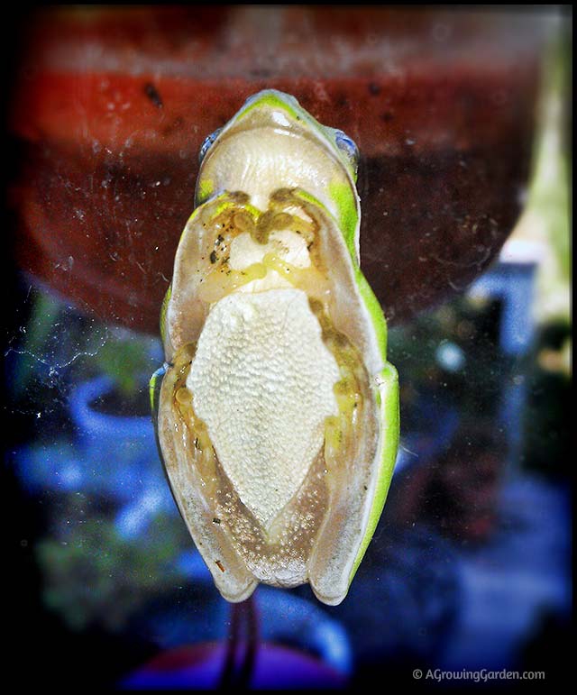 Tree Frog Under Belly