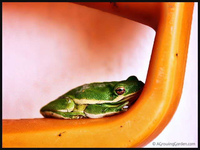 Tree Frog Sleeping in Pitchfork Handle