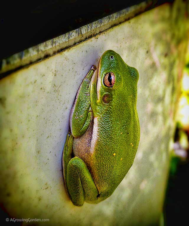 Green Tree Frog on Boat Motor