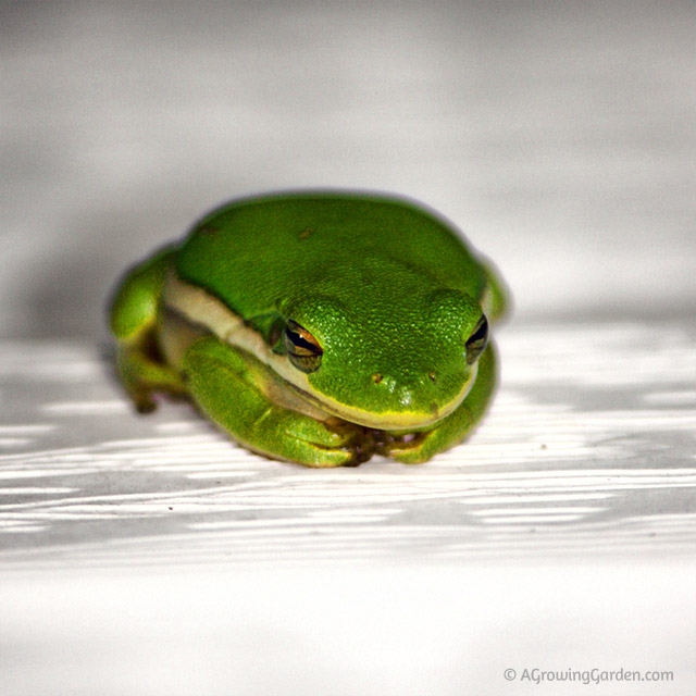 American Tree Frog