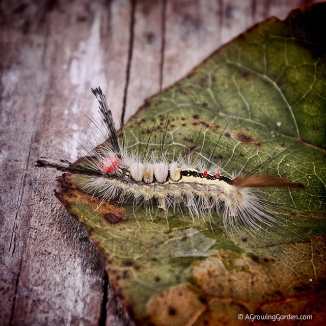 White-marked Tussock Moth Caterpillar