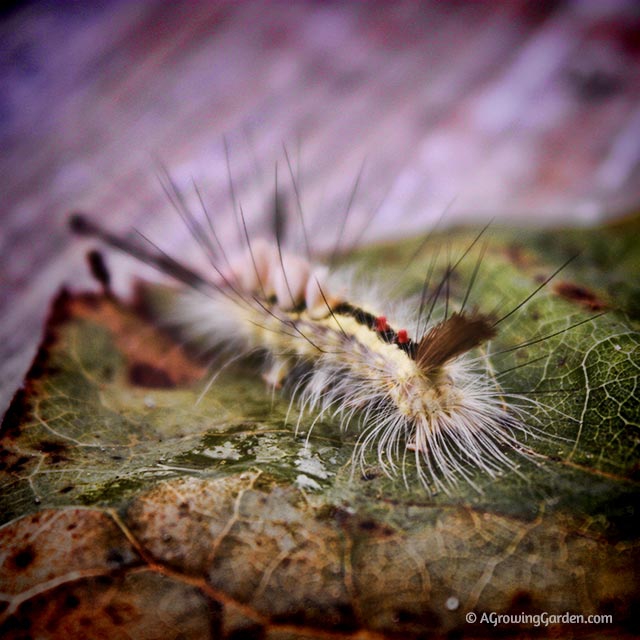 White-marked Tussock Moth Caterpillar