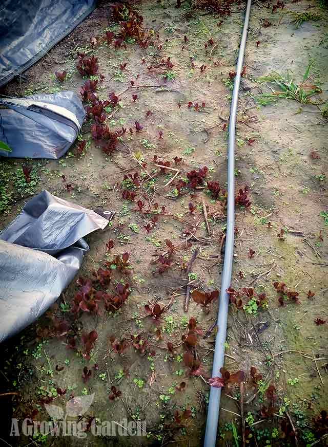 Red Leaf Lettuce