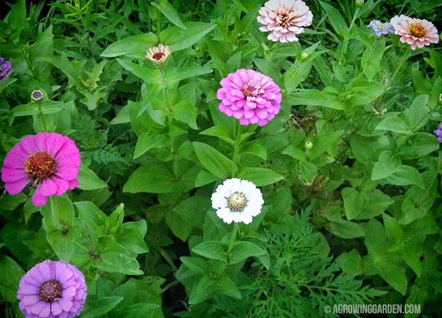 Growing Zinnias from Seed