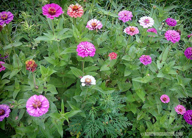 Growing Zinnias in a Wildflower Bed