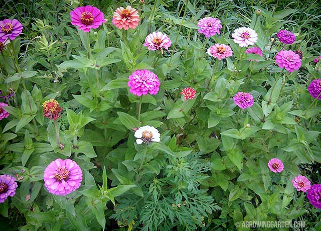 are wild flower from seed packs safe for dogs