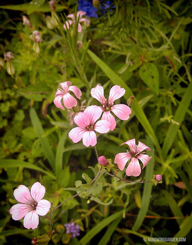 Wildflower Seeds from the Dollar Store